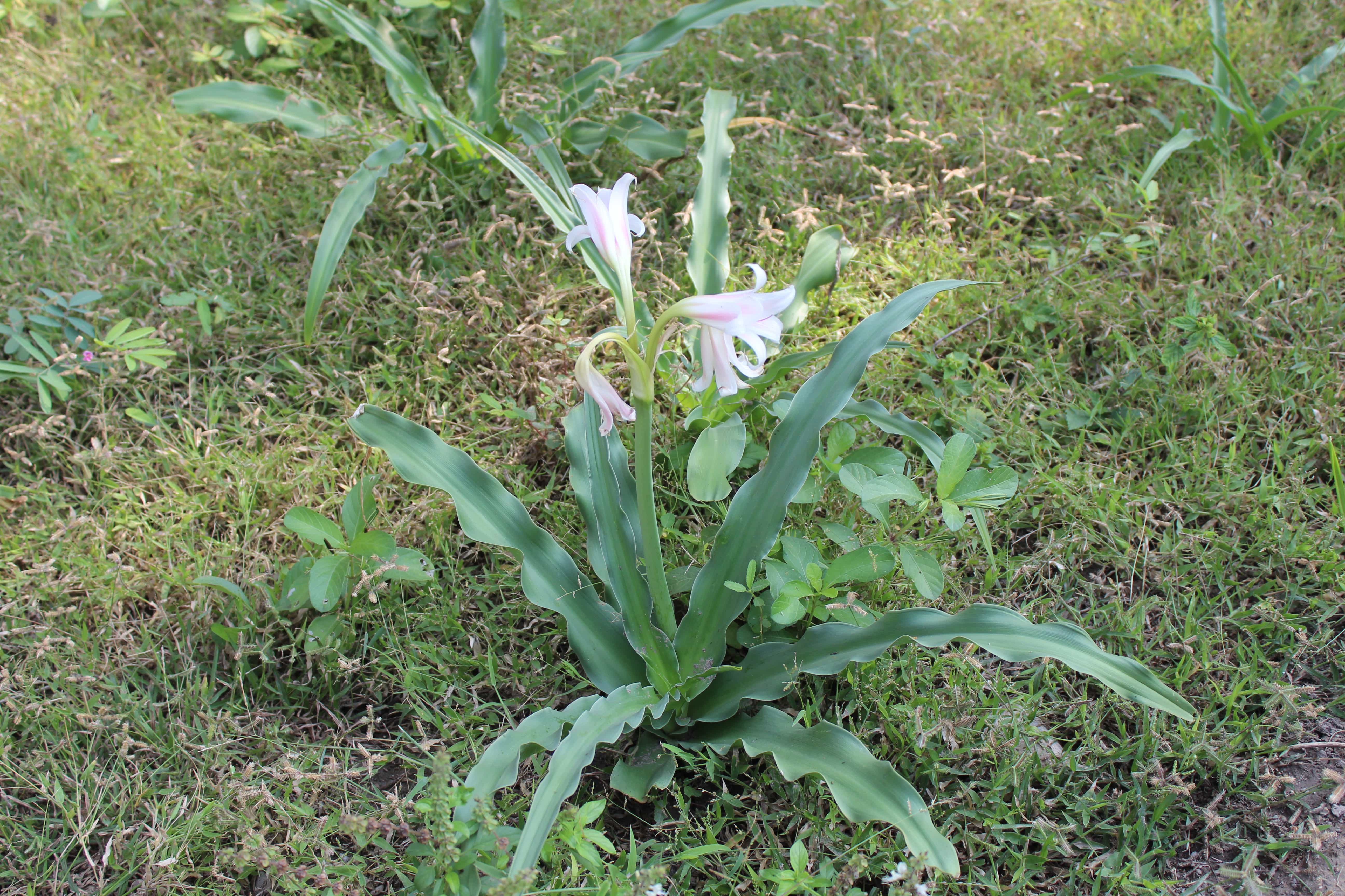 Plant Image